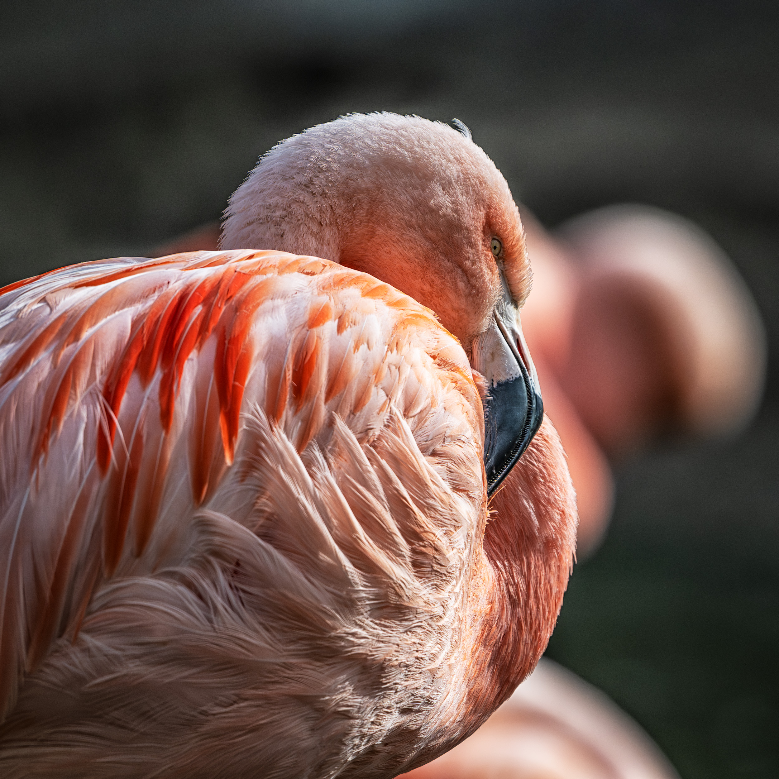 Didi / Flamingo