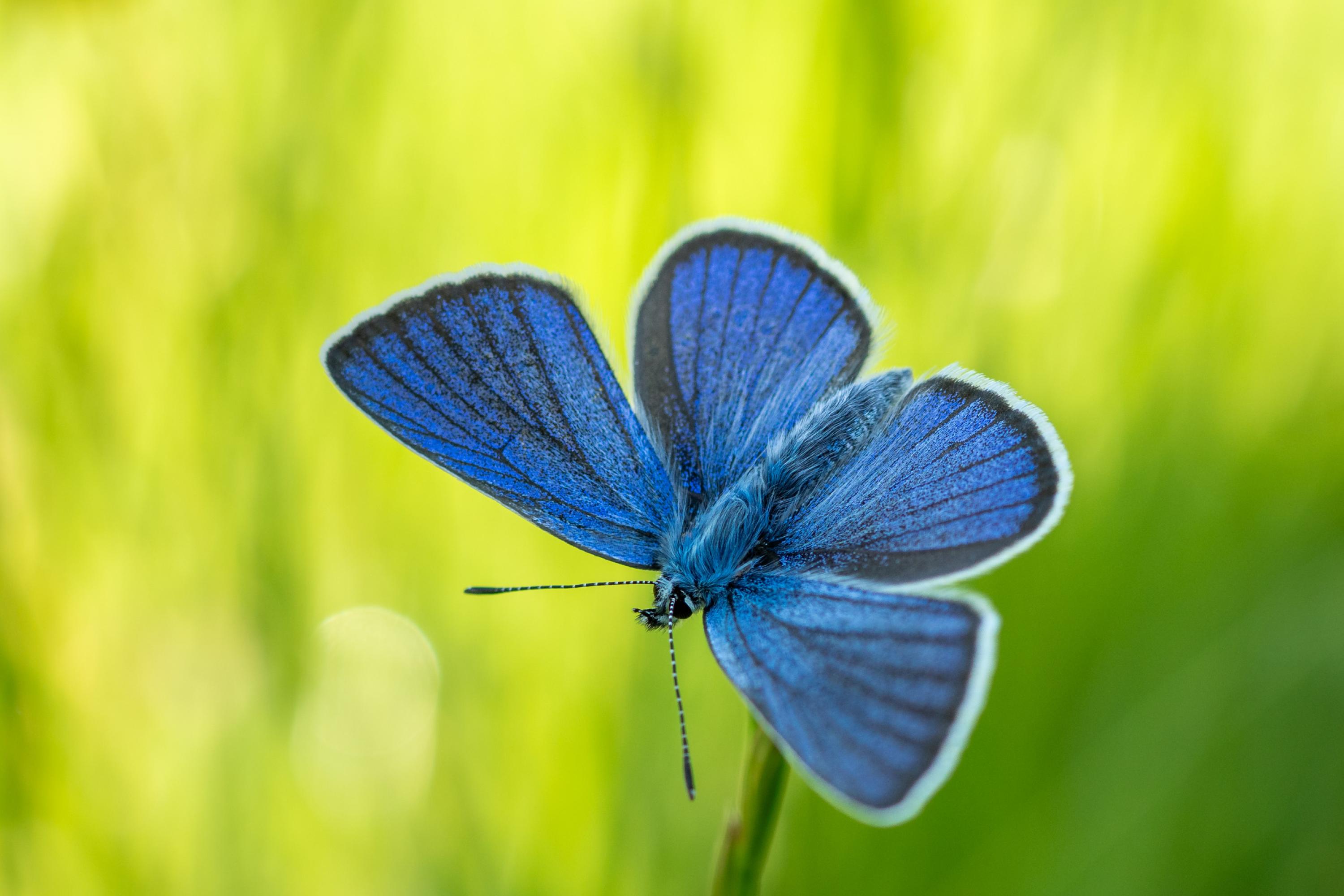 Schmetterling