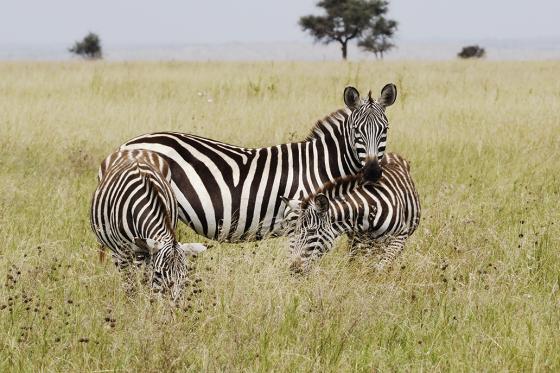 Zebra mit zwei Jungen