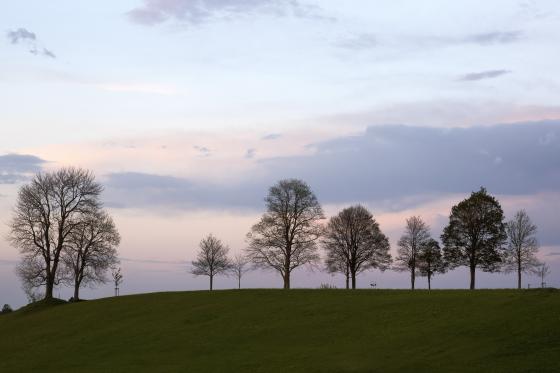 Baumweg in Nesselwang