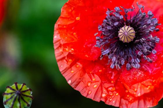 Mohn mit Frucht