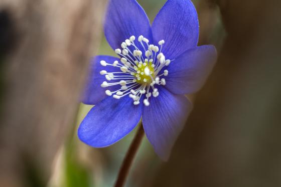 Leberblümchen