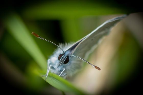 Schmetterling