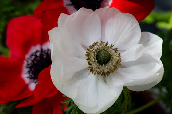 Mohn