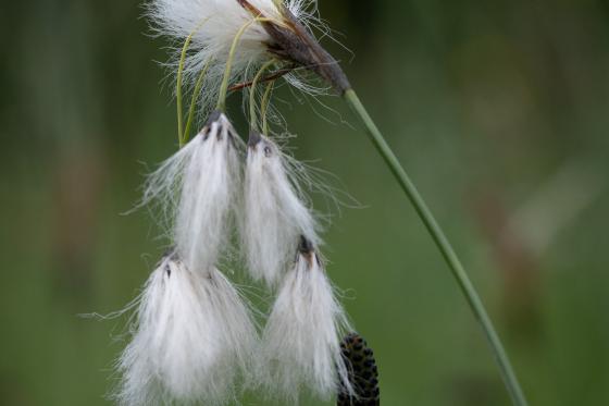 Schmalblättriges Wollgras