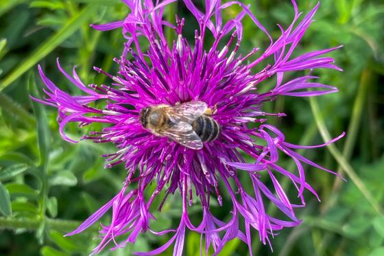 Flockenblume mit Honigbiene