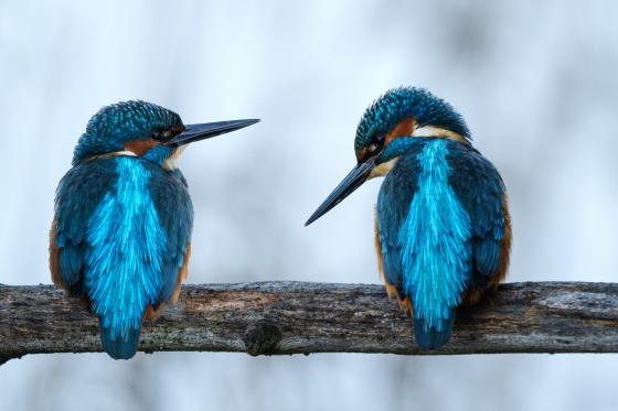 Eisvogel