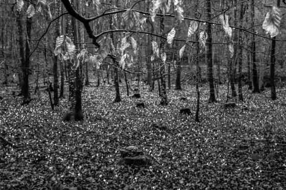 Vorfrühling