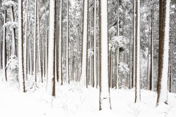 Winterbäume
