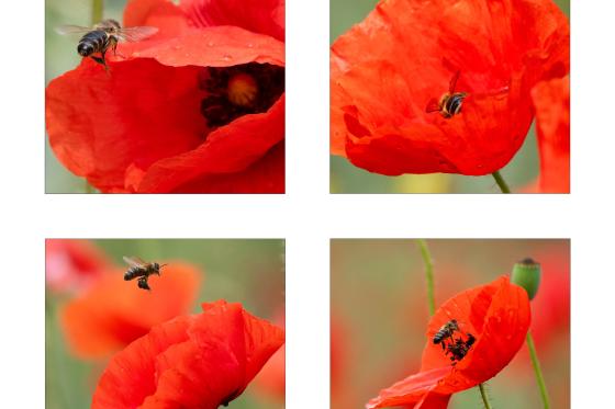 Mohn