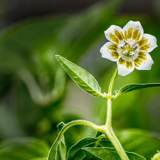 Capsicum baccatum Blüte (Chili)