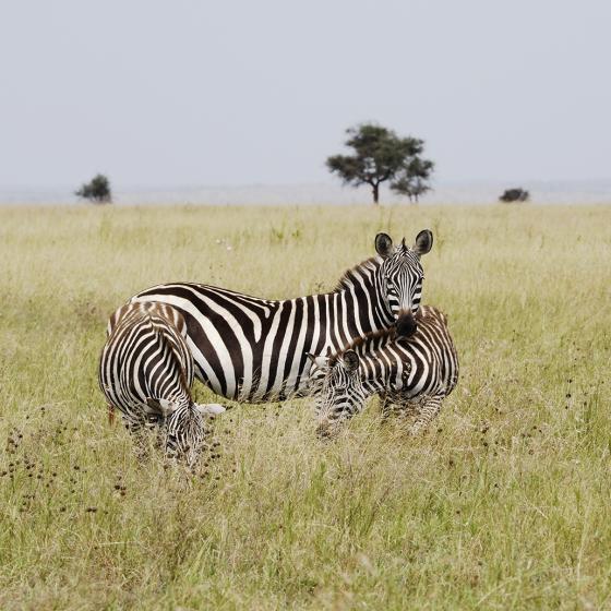 Zebra mit zwei Jungen