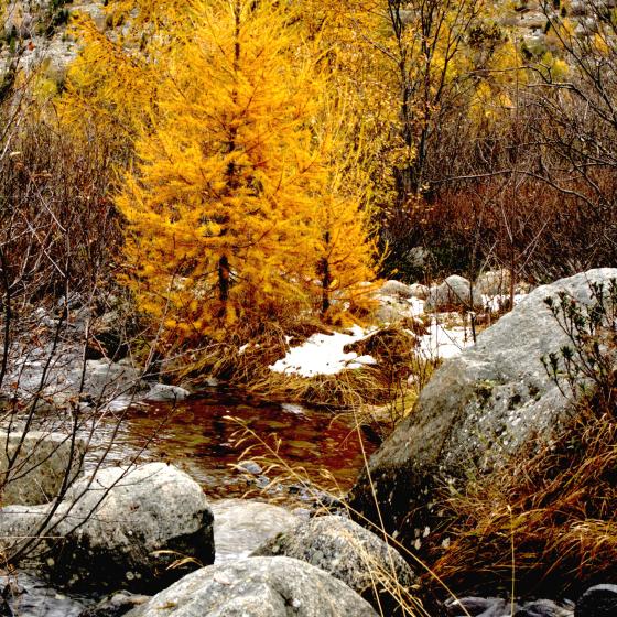 Herbst Morteratschgletscher