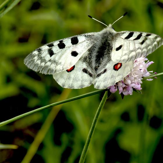 Schmetterling