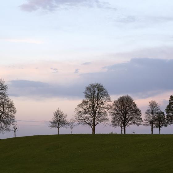 Baumweg in Nesselwang