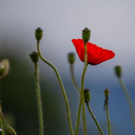 blau-rot