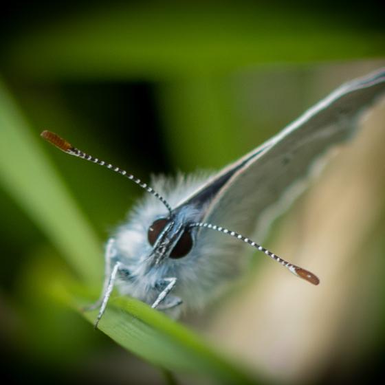 Schmetterling