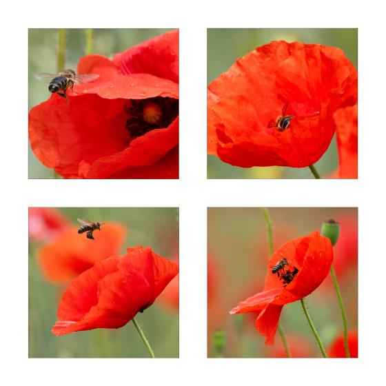 Mohn